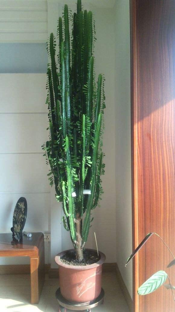 此种花卉,"吸甲醛"能力超强,一年就能长到2米,很适合懒人养|龙骨花