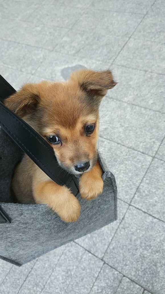 流浪小土狗看谁都不认生,一脸天真无邪,女孩看一眼就喜欢上了