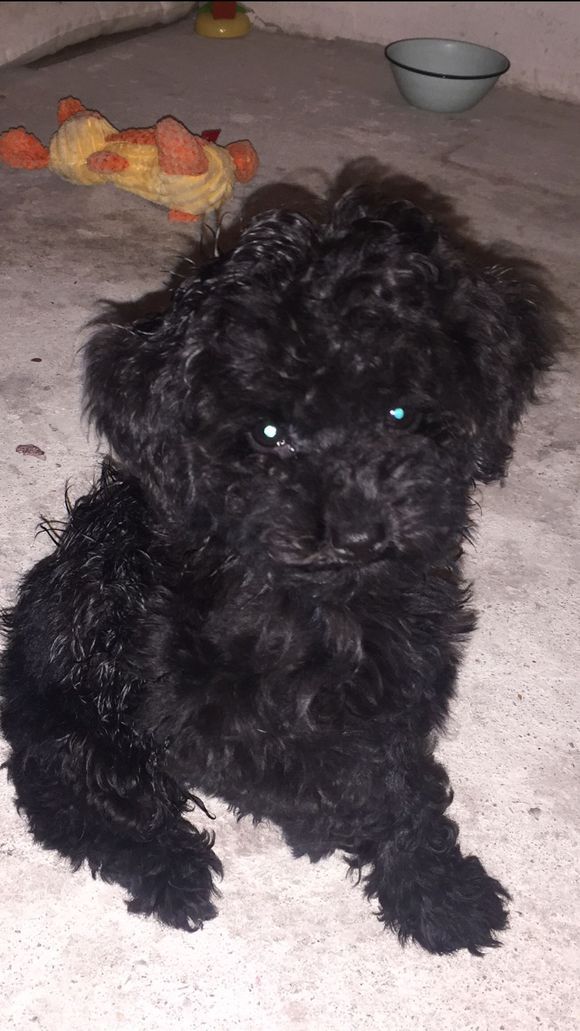 泰迪|煤球|狗狗_新浪新闻