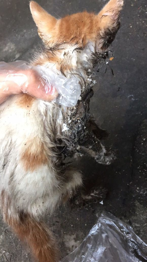 捡了2只全身粘满胶水的小猫,洗干净后,朋友说我捡到宝了
