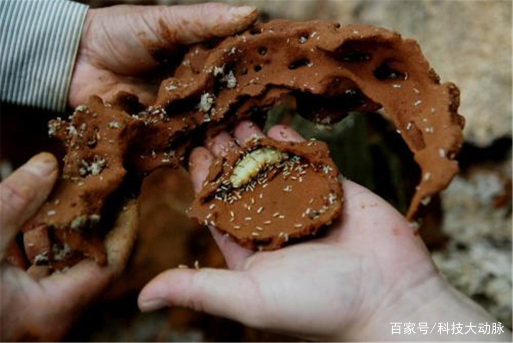 蚂蚁社会关系太复杂,蚁后死亡后,为什么会立刻出现一个新蚁后?