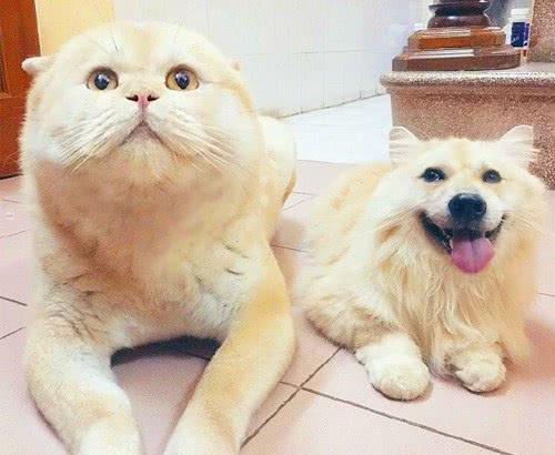 看到狗狗和猫咪照片,总觉得有些不对劲,好不容易想明白后笑喷了