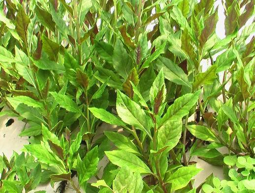 农村一种"观音菜",过去长在猪圈边,殊不知价值珍贵,可补气血