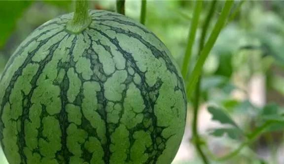 四个西瓜哪个是熟的测试你有多聪明