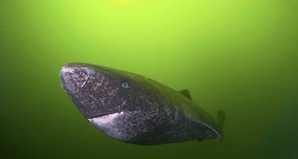 科学家在深海发现幽灵鲨,存在岁月长于恐龙,永久活在黑暗世界