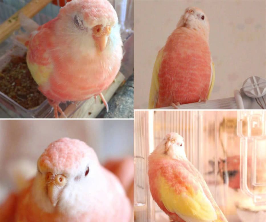 "水蜜桃"秋草少女十足,鹦鹉界小仙女,网友:不如做水果捞吧!|秋草|鹦鹉