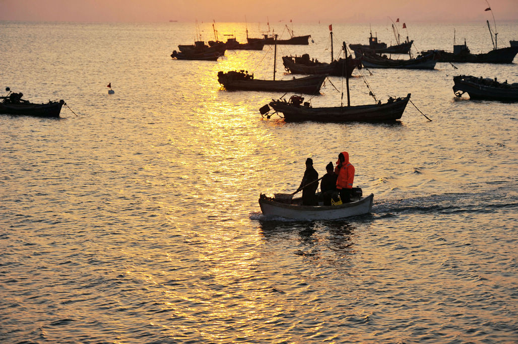 图为青岛西海岸新区顾家岛渔港,海上养殖渔民摇橹归来.