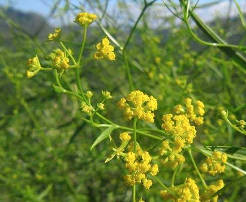 “小柴胡颗粒”里的柴胡到底是什么?种植它能赚钱吗?|柴胡|小柴胡|颗粒_新浪新闻