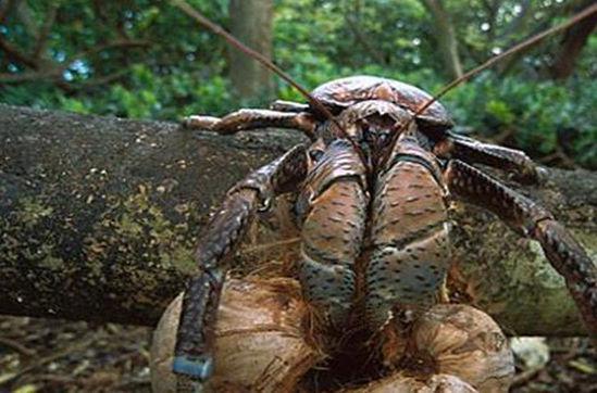 你绝对不曾见过的10个怪异海洋生物|怪异|水滴鱼|海猪_新浪新闻