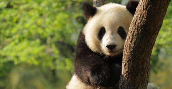 被奶爸调戏,大熊猫恼羞成怒,熊猫:本熊不发威你真拿我当猫了