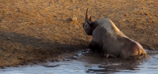 犀牛陷入泥潭,狮子以为机会来了,没想到却帮了犀牛的忙