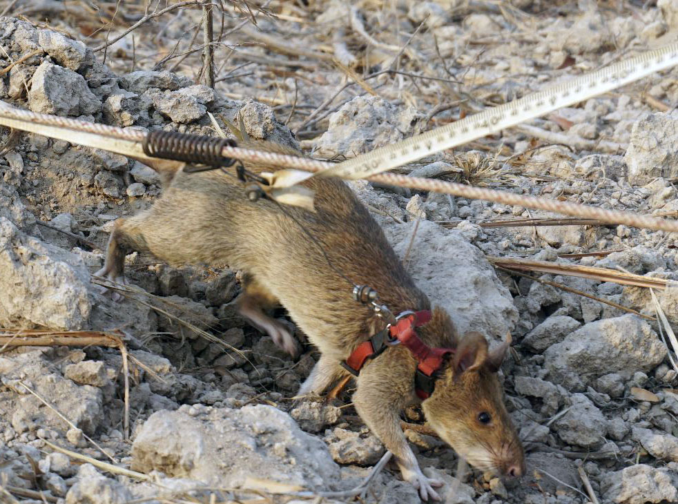 非洲巨鼠的智力也超过一般的老鼠,非常适合从事重复性任务,经过训练后