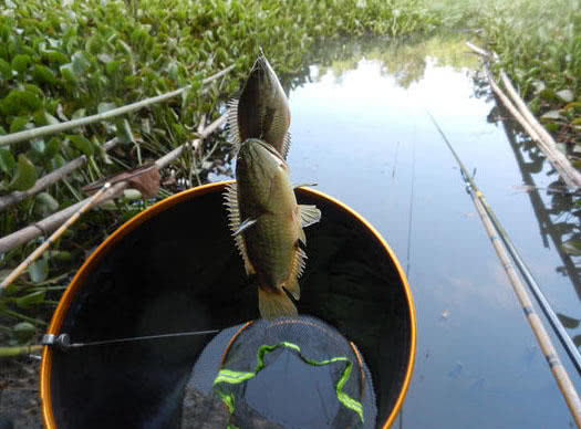 在广东地区臭水沟里,这种其貌不扬小鱼特别多!