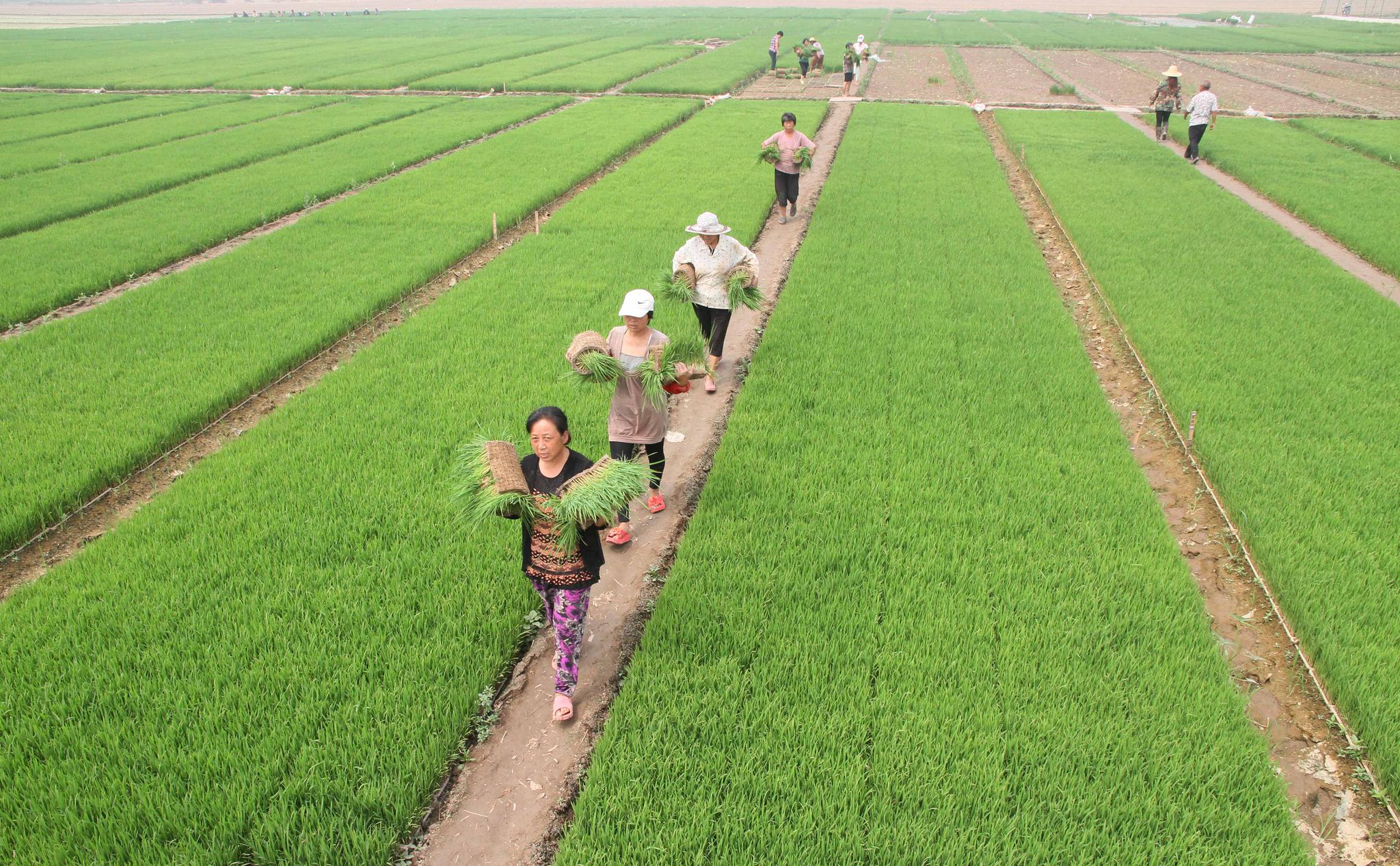 老农流露种地心酸,一亩地只赚200块钱,专家:不可信