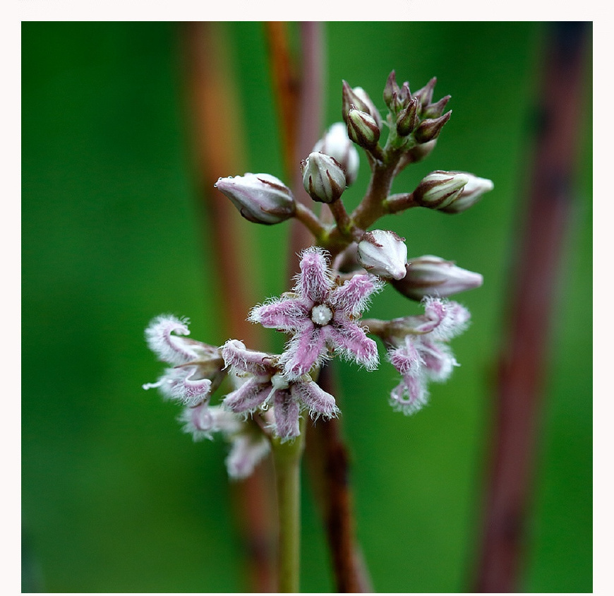 最后,再说一下这种植物有几个有意思的名字,老瓜瓢,婆婆针线包等.