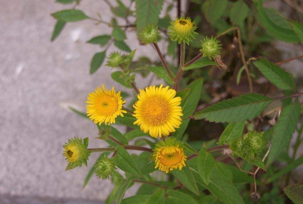 这种花可不是"野菊花",它的药用价值更高更珍贵,别错过了