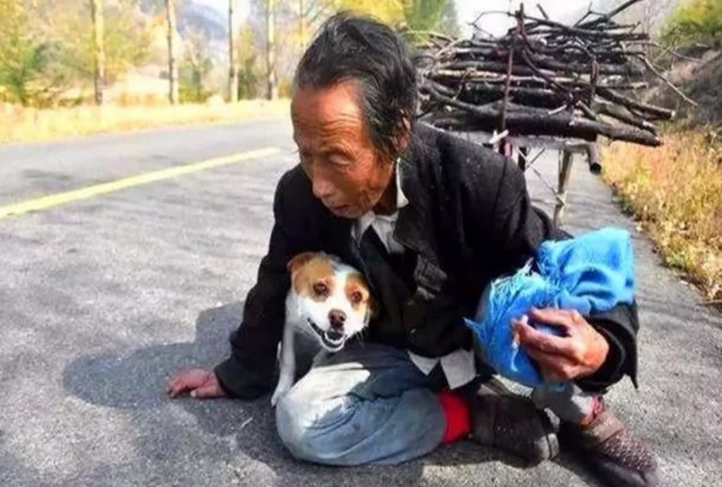 田园犬每天帮年老主人运柴,彼此相依为命.老人却担忧狗狗的未来