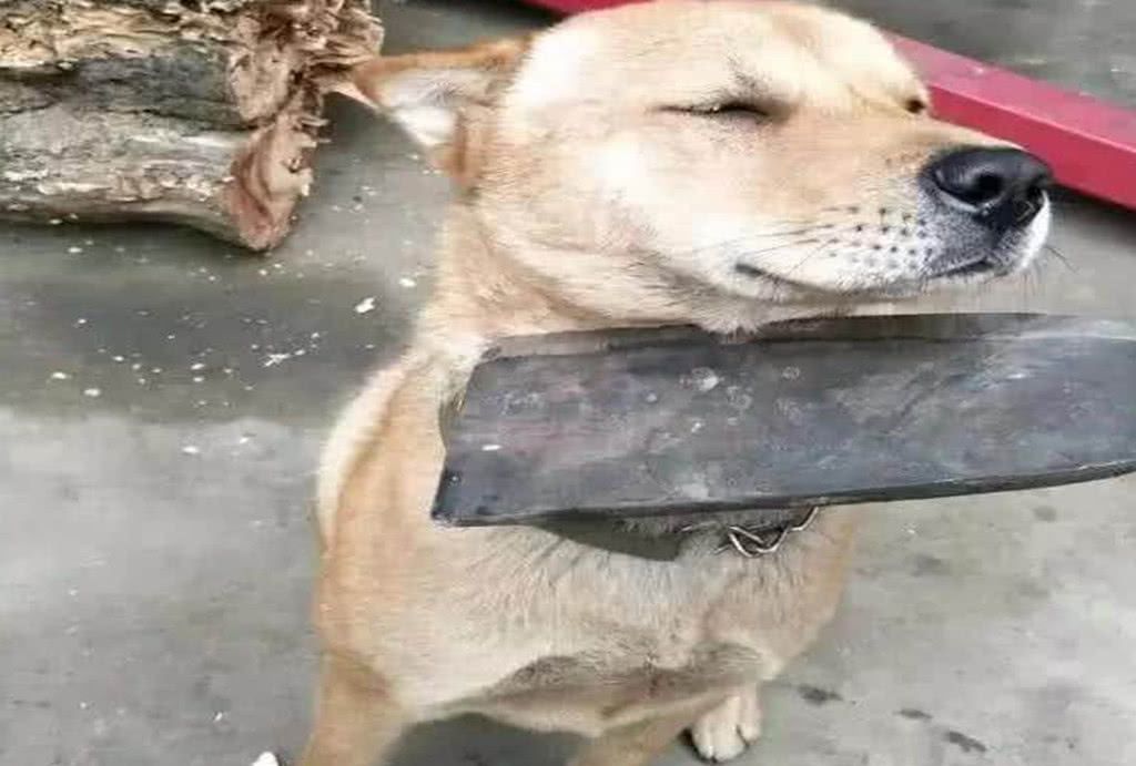 狗狗做错事了主人拿着刀架在狗脖子上