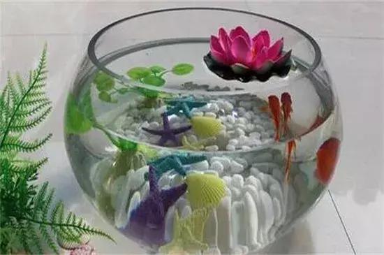 既想养鱼又想养花,我们可以在鱼缸里养殖荷花吗?
