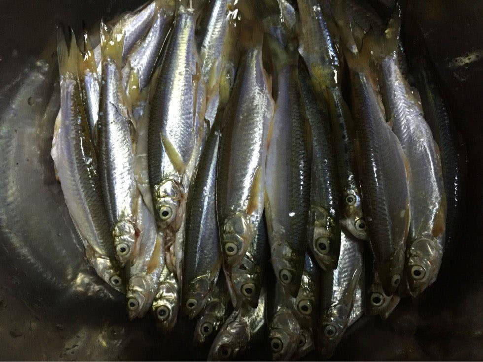 长大了知道鱼的各种好,慢慢又开始吃,但还是依旧怕刺.