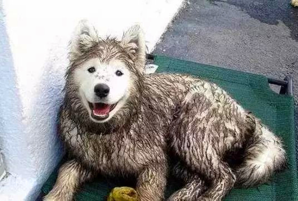 萨摩耶玩泥巴的至高境界:想弄脏我的脸,门儿也没有!