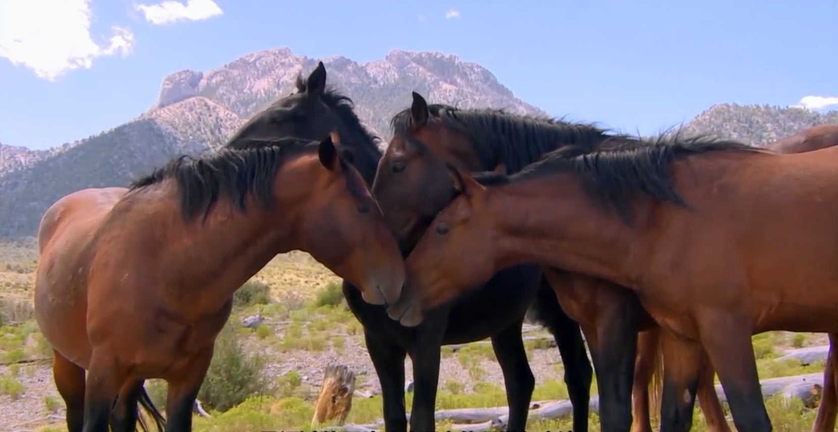 这种肢体信号来传递着信息,就好像是我们看到的聋哑人用的一些手语