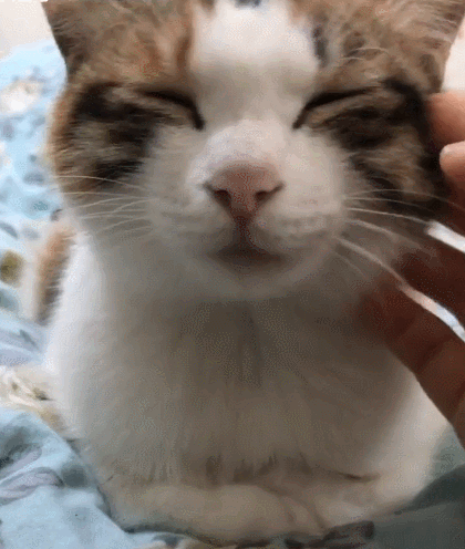 铲屎官轻轻摸了摸喵星人的脸.