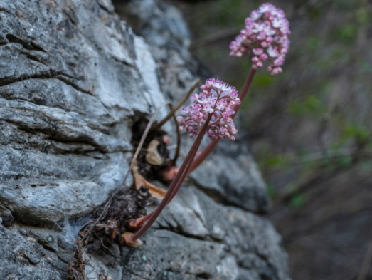 被游客拍下发给朋友,朋友却说他错过一笔财富|财富|悬崖|植物_新浪