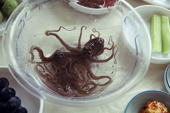 女子直播生吃章鱼连续播一个月后突然停播了真相引人深思