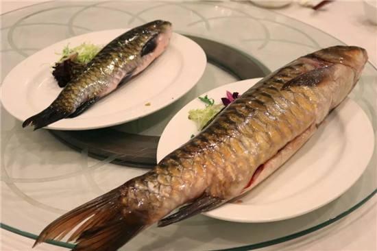 单价2000元一斤的马来西亚河鱼之王据说吃过的人都忘不了