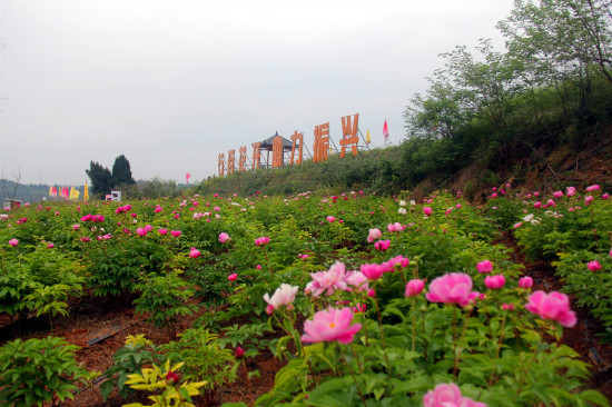 三台县新鲁镇第二届芍药花节开幕