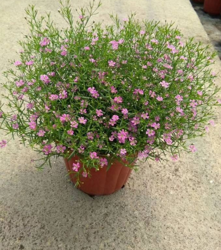 回家养这种植物吧,比绿萝还好养,扔土里能活四季开花