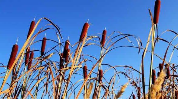 这个风刺的交集