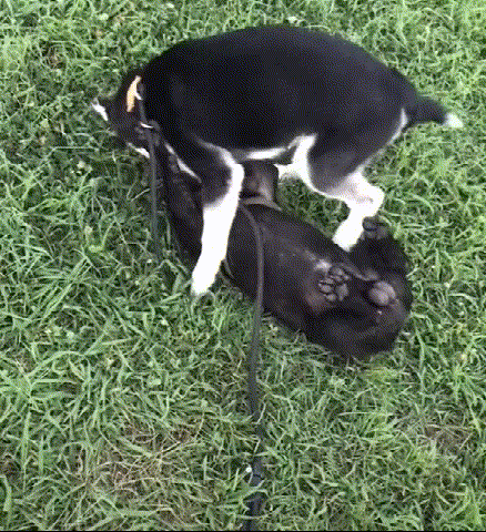 萌宠君表示,厉害了我的哈,初生牛犊不怕虎啊,法斗都能扑倒,说出去能吹