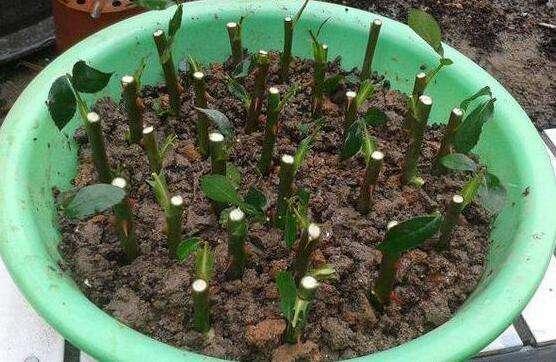 气温回升,最适合月季花的扦插繁殖,剪下一段枝条半月长出毛毛根