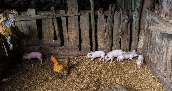 专家建议拆掉农村猪圈,鸡圈,老农说了两句话,句句在理