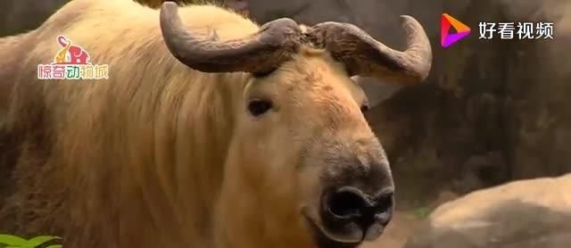 神兽六不像,是一级保护动物,几乎没天敌,