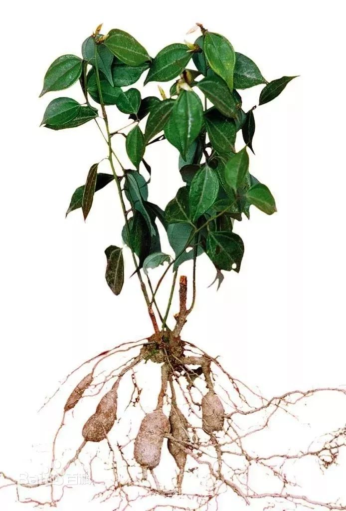 三叶青|块根|藤叶_新浪新闻