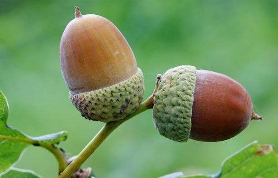 农村一种植物,长得像板栗,现价20一斤,以前是粮食现在无人吃