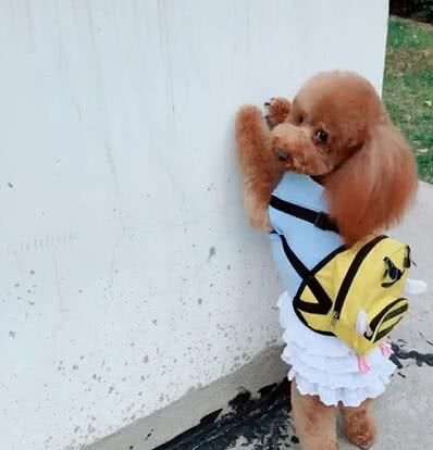 主人说了泰迪两句,泰迪主动到墙根罚站,可爱一幕