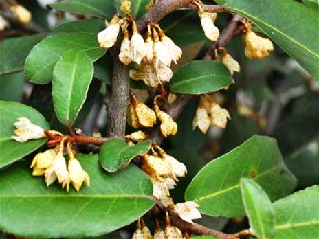 胡颓子这种野果在农村很常见,红彤彤的好看又好吃,你吃过吗?