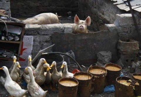 国家禁止泔水喂猪,为啥在农村这种现象依然大量存在?