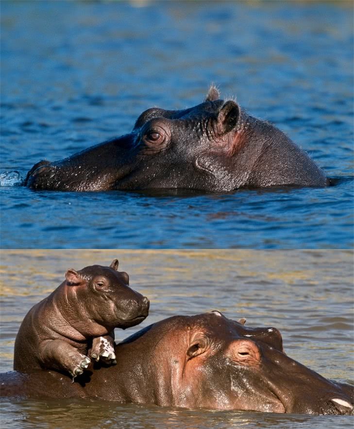 河马每天16个小时泡在水里,却不会游泳?原因让人无语!