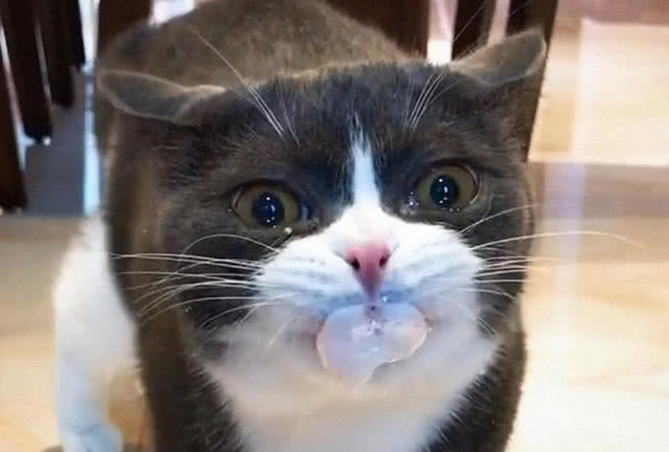 猫咪突然口吐白沫,主人却在旁边笑不停,知道隐情网友也笑了