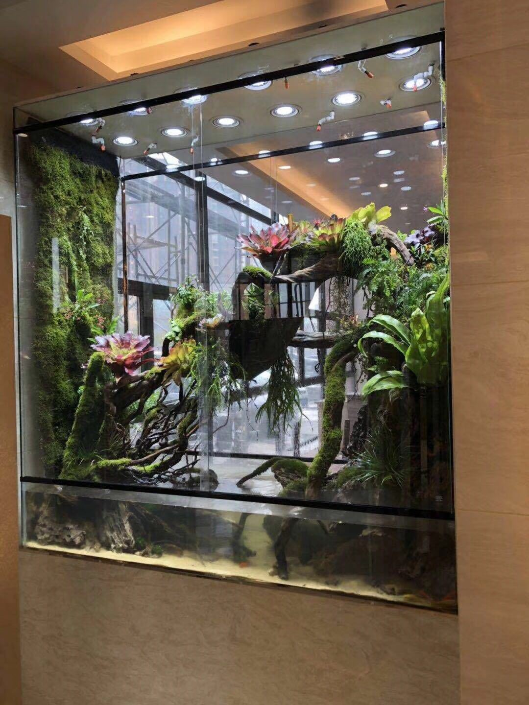 植来植趣|长沙室内装饰新宠"雨林缸",家里的热带雨林(图)