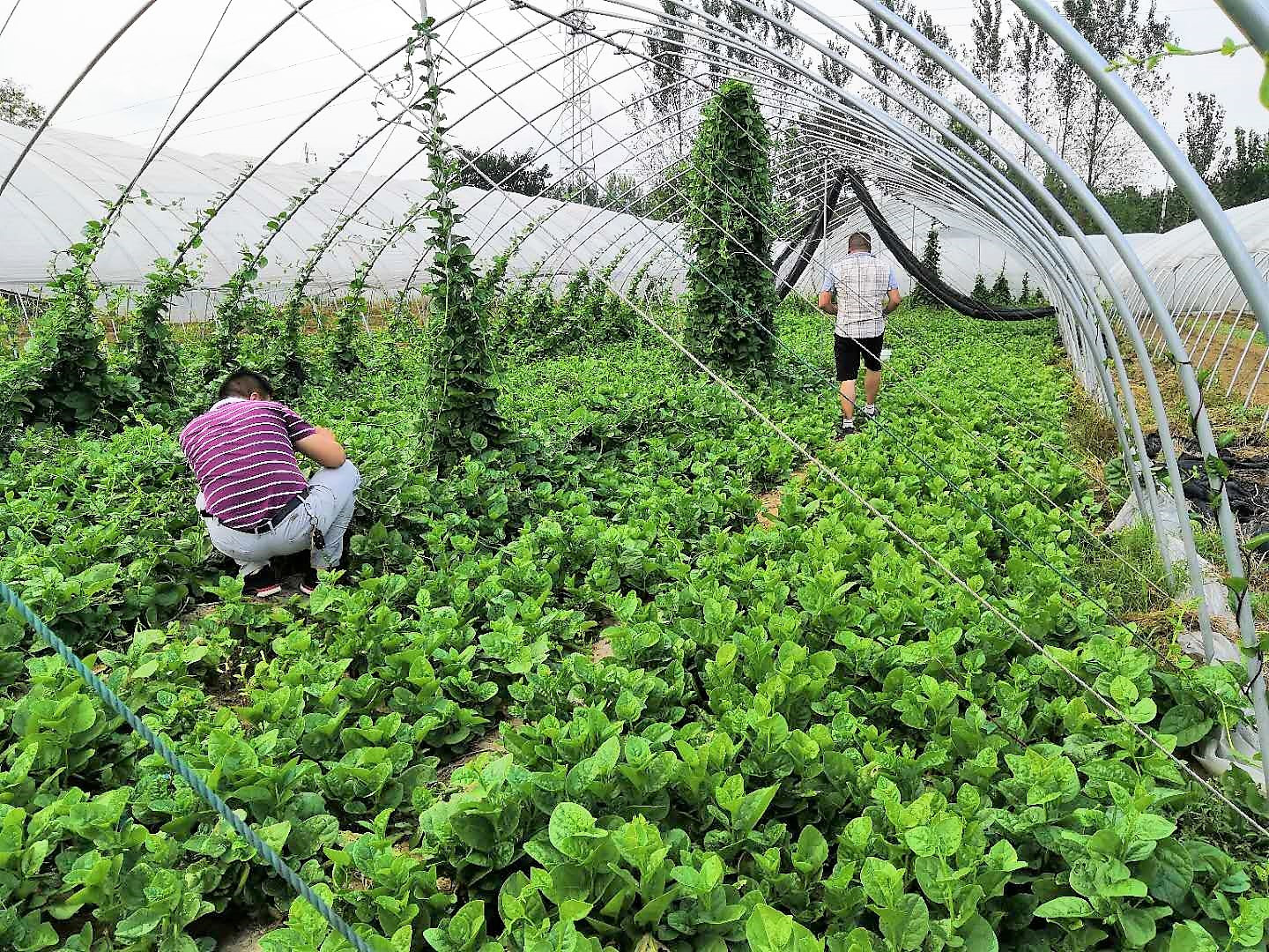 农民种植一种蔬菜, 15天采摘一次, 亩收入1万元, 值得借鉴吗?