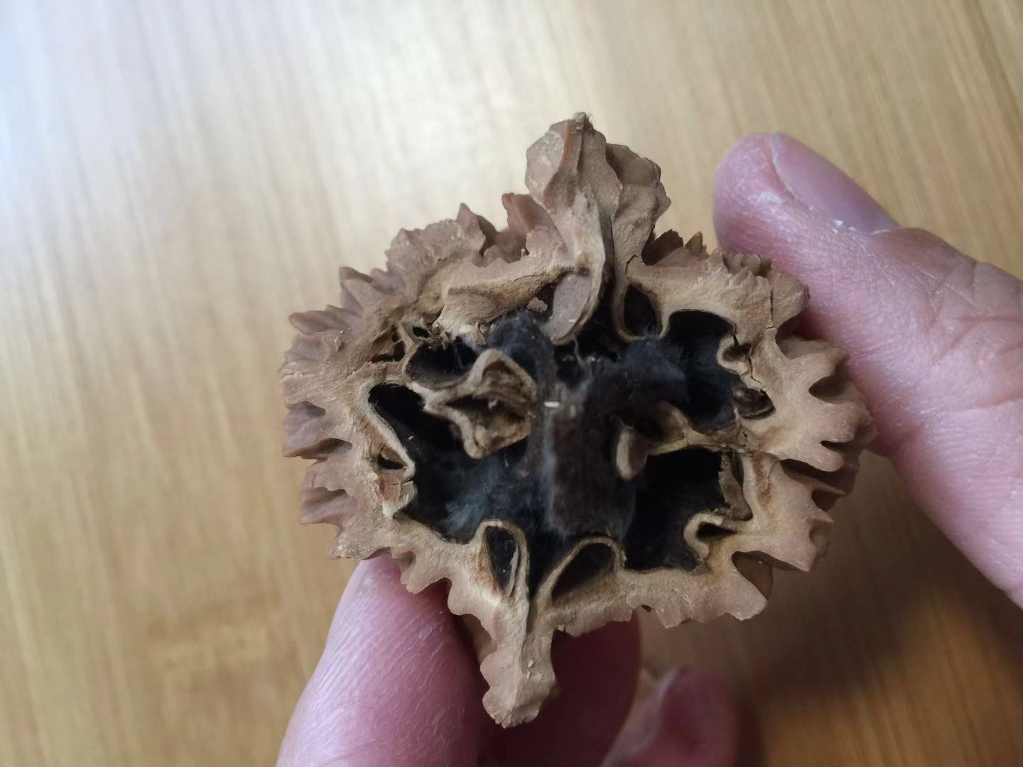 尖部也整齐的一分为二,这个大刺内部构造看起来没有白狮子和苹果园