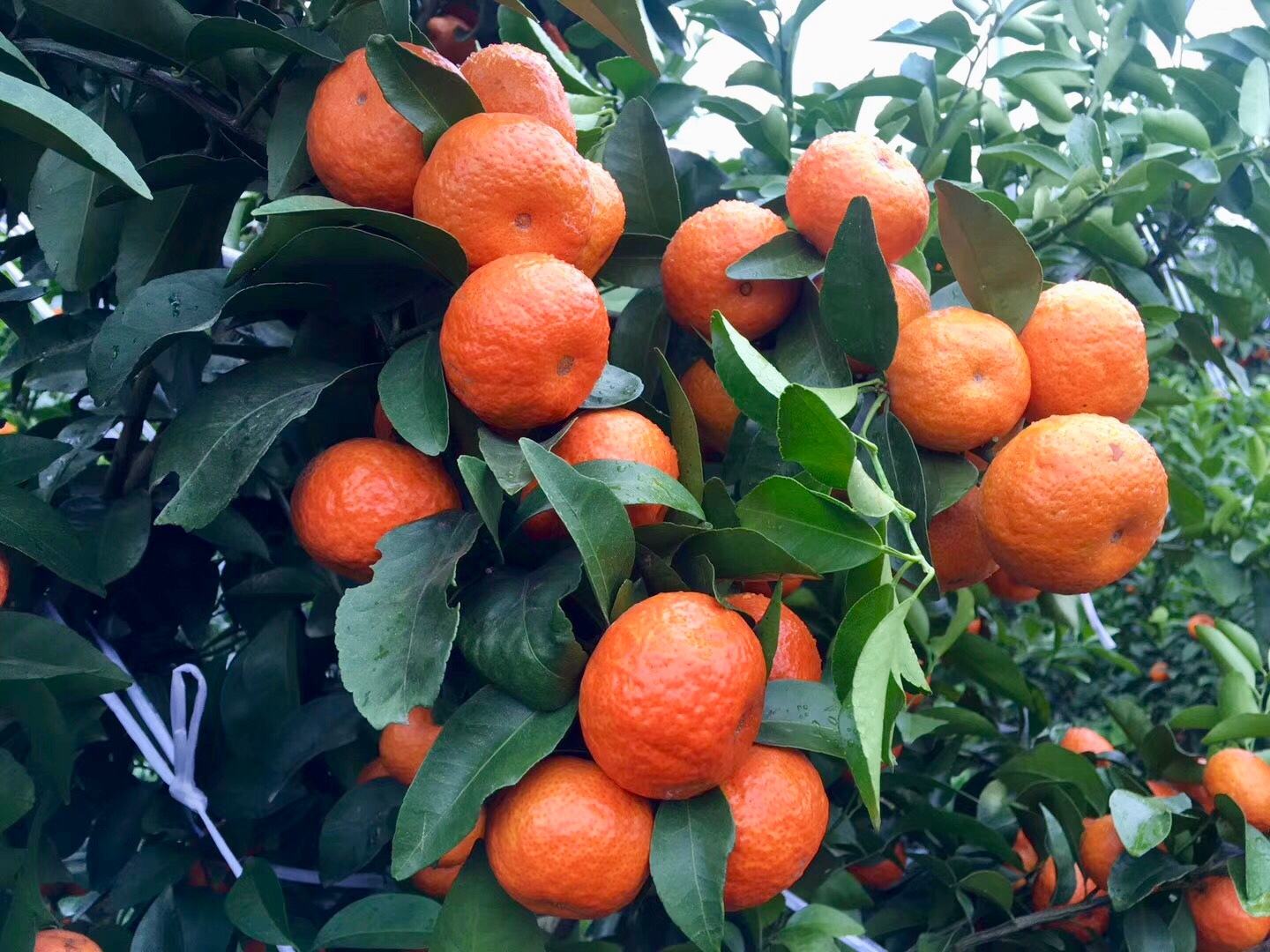 年关最热销的水果,今年砂糖桔的行情将会如何?大家一起来看看