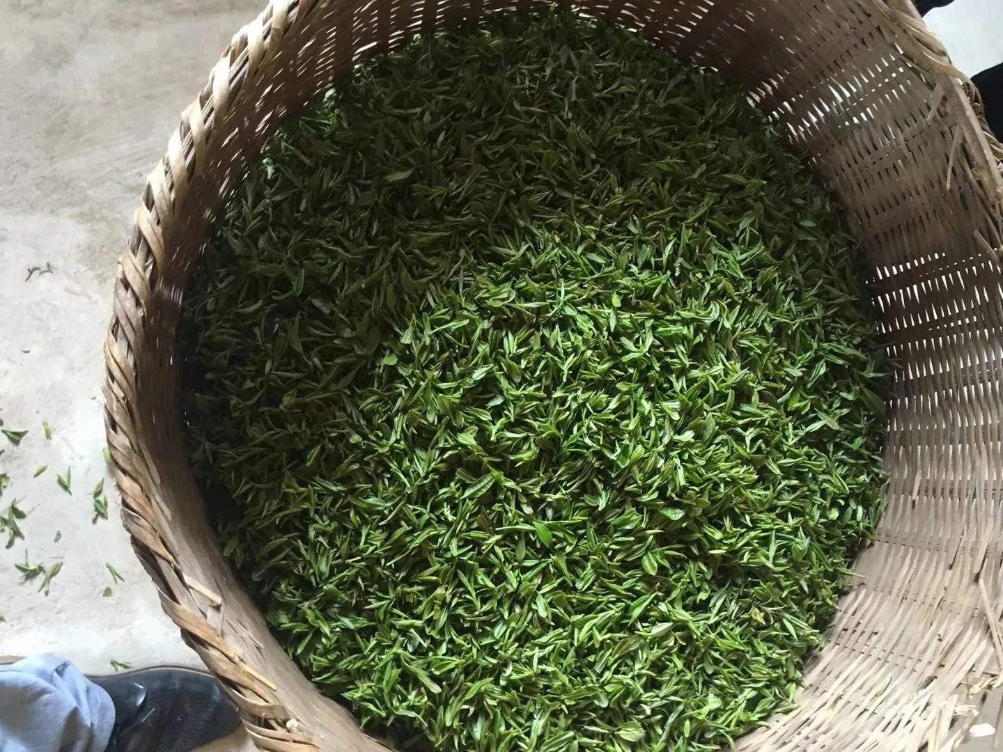 柳芽药用价值参考