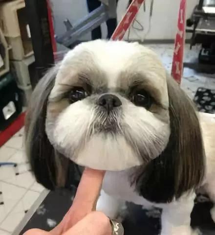 狗狗也要走一波炫酷的朋克风~小脏辫雷鬼造起来!